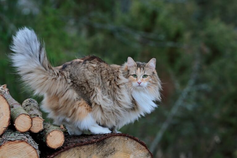 Gatto norvegese delle foreste